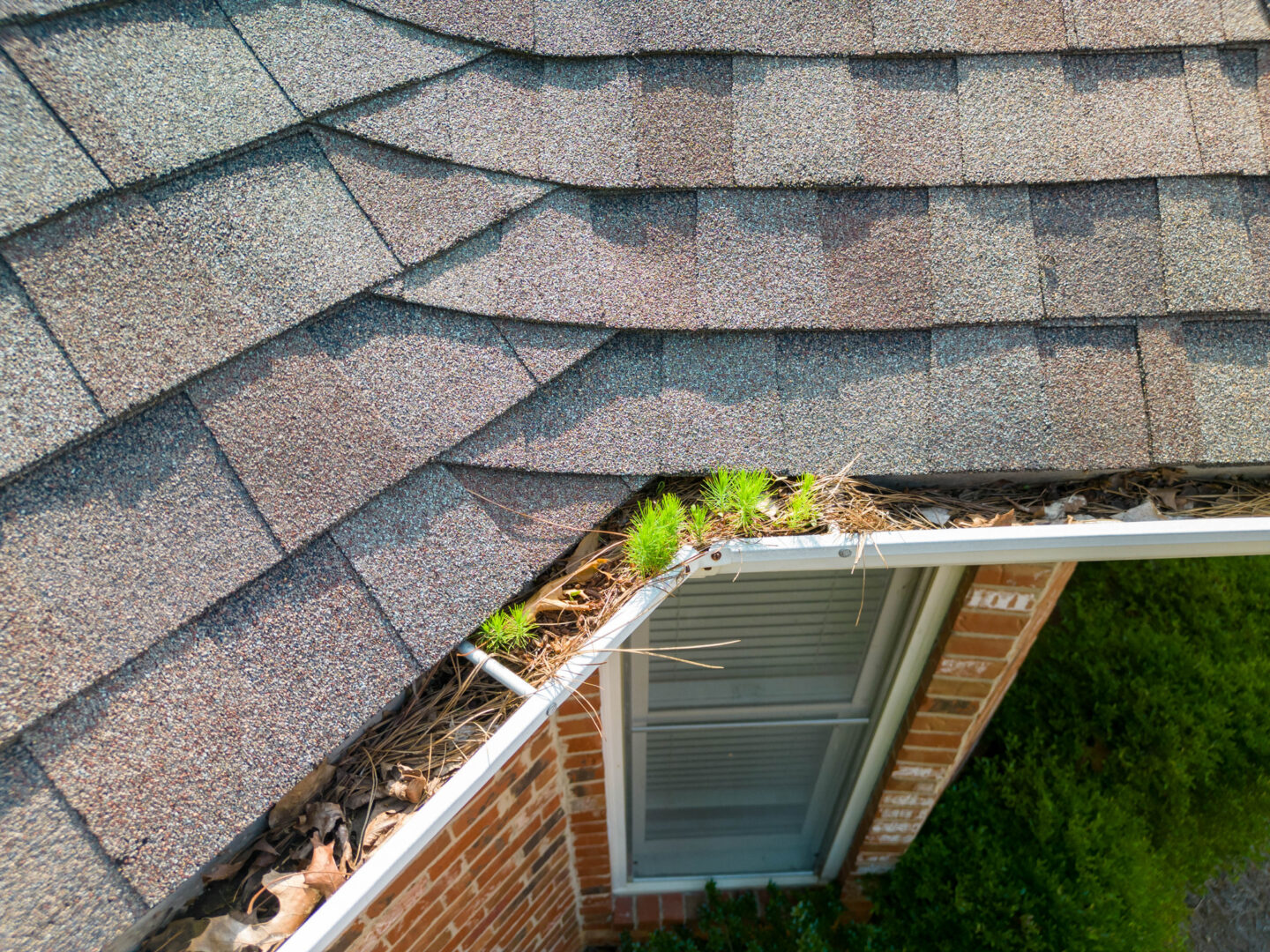 Roof with overgrown gutter containing plants and debris